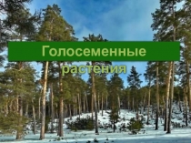 Презентация по биологии на тему Голосеменные (5 класс ФГОС)