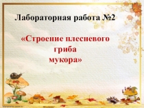 Лабораторная работа Строение плесневого гриба мукора 7 класс