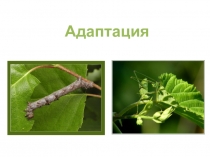 Презентация Адаптации 11 класс