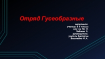 Презентация по биологии Отряд Гусеобразные