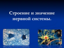 Презентация по биологии Строение и значение нервной системы