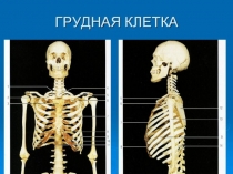 Презентация по теме клетки