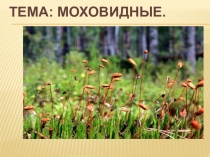 Презентация по биологии на тему: Моховидные