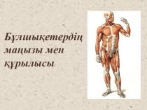 Бұлшықеттердің маңызы мен құрылысы.