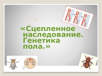 Презентация по биологии Сцепленное наследование