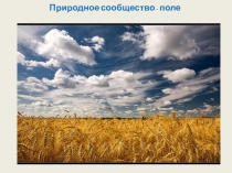 Презентация по окружающему миру Природное сообщество - поле (3 класс)