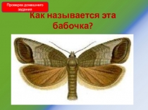 Презентация по биологии 8 класс, тема: Майский жук, школа VIII вида