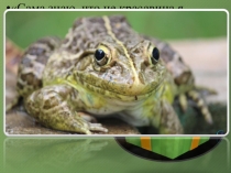 Презентация по биологии на тему Класс Земноводные