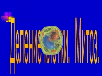 Презентация по биологии на тему Деление клетки. Митоз.