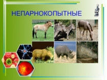Презентации по биологии на тему Непарнокопытные млекопитающие