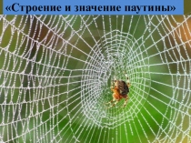 Презентация по биологии на тему Паутина