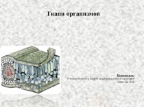 Презентация по биологии к уроку  Ткани организмов(5 класс)