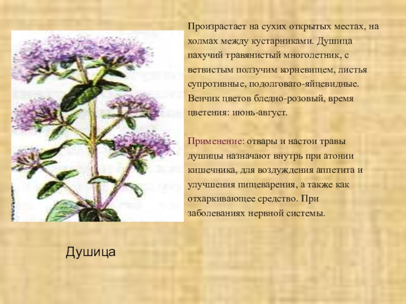 Презентация по биологии на тему Зеленая аптека (6 класс) Произрастает на сухих открытых местах, на холмах между кустарниками. Душица пахучий Произрастает на сухих открытых местах, на холмах между кустарниками. Душица пахучий травянистый многолетник, с ветвистым ползучим корневищем,