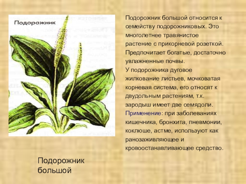 Презентация по биологии на тему Зеленая аптека (6 класс) Подорожник большой относится к семейству подорожниковых. Это многолетнее травянистое растение с Подорожник большой относится к семейству подорожниковых. Это многолетнее травянистое растение с прикорневой розеткой. Предпочитает богатые, достаточно увлажненные