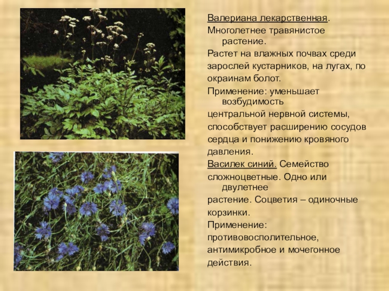 Презентация по биологии на тему Зеленая аптека (6 класс) Валериана лекарственная. Многолетнее травянистое растение. Растет на влажных почвах среди зарослей Валериана лекарственная. Многолетнее травянистое растение. Растет на влажных почвах среди зарослей кустарников, на лугах, по окраинам болот.Применение: