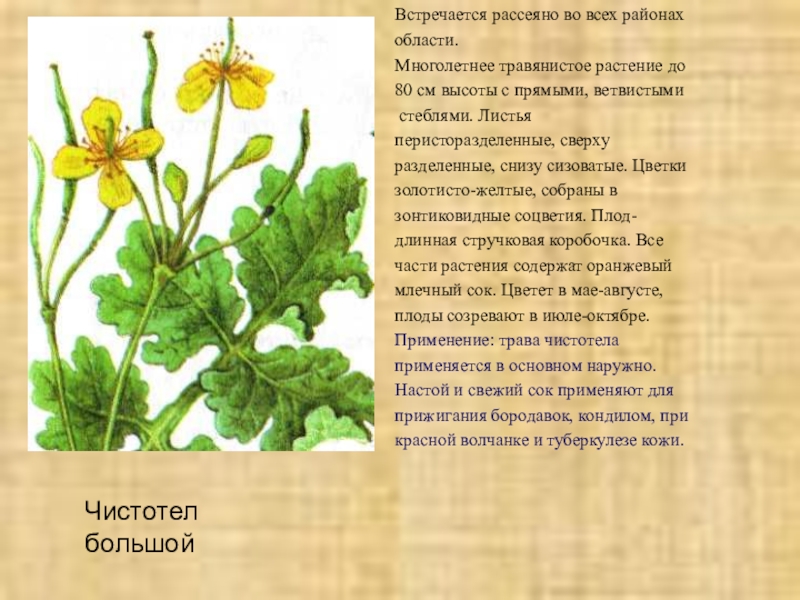 Презентация по биологии на тему Зеленая аптека (6 класс) Встречается рассеяно во всех районах области.Многолетнее травянистое растение до 80 см Встречается рассеяно во всех районах области.Многолетнее травянистое растение до 80 см высоты с прямыми, ветвистыми стеблями. Листья