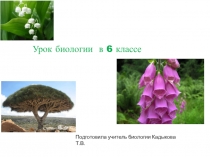 Презентация по биологии на тему Водоросли ( 6 класс)