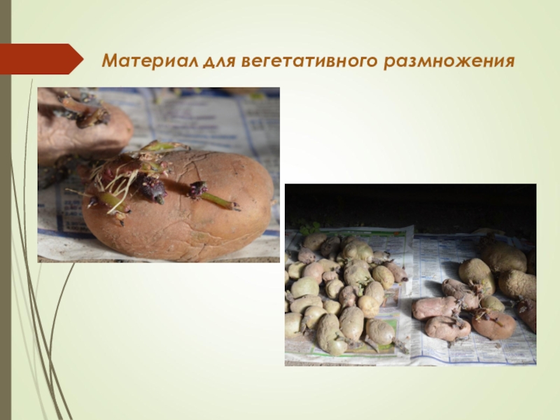 Исследовательская работа на тему: Использование различных методик для получения посадочного материала картофеля Материал для вегетативного размножения Материал для вегетативного размножения
