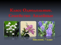 Презентация к уроку Класс Однодольные. Семейство Лилейные (биология, 7 класс)