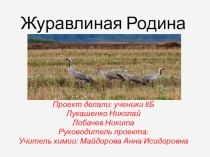 Презентация Журавлиная родина Другое