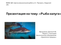 Рыба калуга