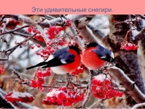 Эти удивительные снегири.