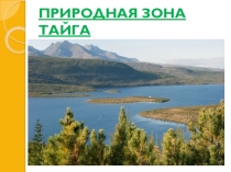 Презентация по окружающему мируТайга