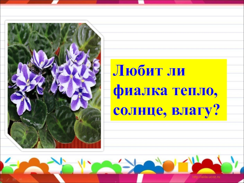 Исследовательский проект. Тема проекта: Выращивание комнатной фиалки Любит ли фиалка тепло, солнце, влагу? Любит ли фиалка тепло, солнце, влагу?