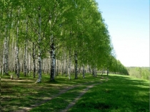 Презентация по биологии на тему Шляпочные грибы(5 класс)