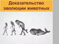 Презентация по биологии на тему: Доказательство эволюции животных (7 класс)
