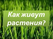 Презентация по окружающему миру Как живут растения