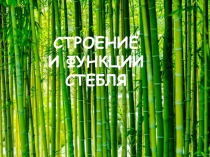 Презентация по биологии Строение и функции стебля