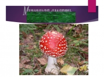 Презентация по окружающему миру на тему О мухоморах