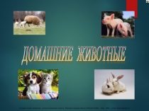 Презентация Домашние животные для подготовительной группы