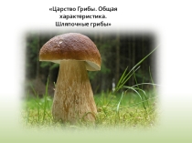 Презентация по биологии на тему Грибы. Общая характеристика ( 5 класс)