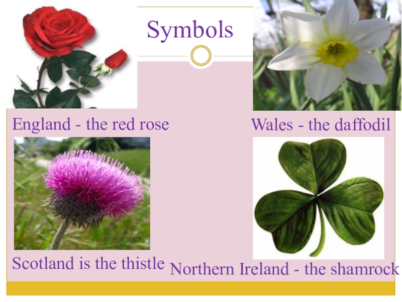 Презентация по английскому языку на тему Великобритания England - the red roseWales - the daffodilScotland is the thistleNorthern Ireland - the shamrockSymbols England - the red roseWales - the daffodilScotland is the thistleNorthern Ireland - the shamrockSymbols