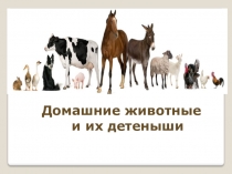 Домашние животные