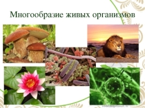 Презентация к открытому уроку по теме Многообразие живых организмов