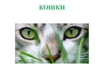 Кошки