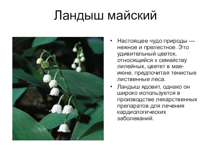 Красная книга Белгородской области Ландыш майскийНастоящее чудо природы — нежное и прелестное. Это удивительный цветок, Ландыш майскийНастоящее чудо природы — нежное и прелестное. Это удивительный цветок, относящийся к семейству лилейных, цветет в