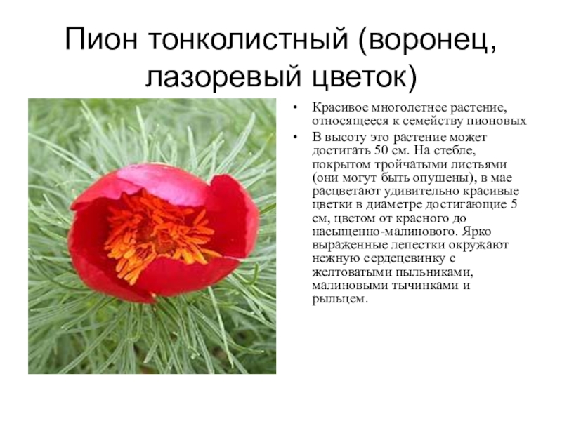 Красная книга Белгородской области Пион тонколистный (воронец, лазоревый цветок)Красивое многолетнее растение, относящееся к семейству пионовых Пион тонколистный (воронец, лазоревый цветок)Красивое многолетнее растение, относящееся к семейству пионовых В высоту это растение может достигать
