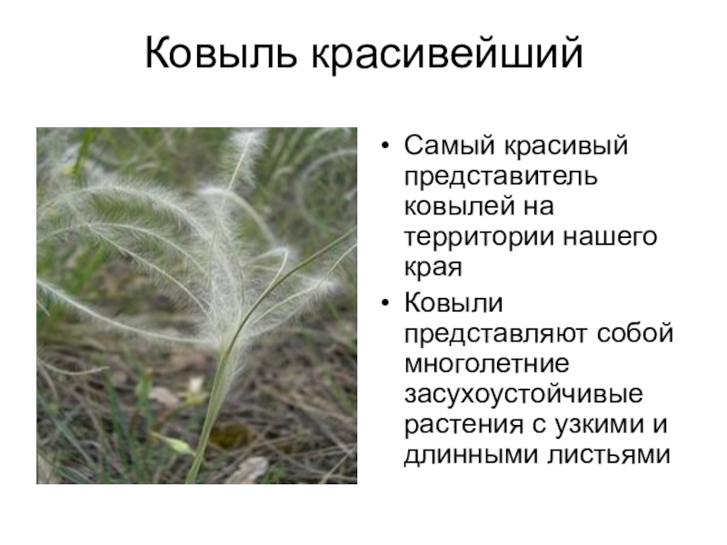 Красная книга Белгородской области Ковыль красивейшийСамый красивый представитель ковылей на территории нашего края Ковыли представляют Ковыль красивейшийСамый красивый представитель ковылей на территории нашего края Ковыли представляют собой многолетние засухоустойчивые растения с узкими