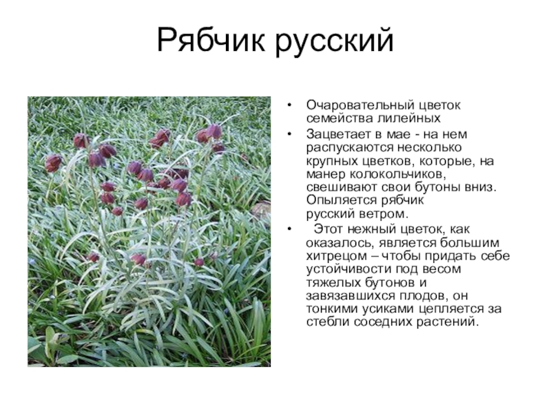 Красная книга Белгородской области Рябчик русскийОчаровательный цветок семейства лилейных Зацветает в мае - на нем Рябчик русскийОчаровательный цветок семейства лилейных Зацветает в мае - на нем распускаются несколько крупных цветков, которые, на