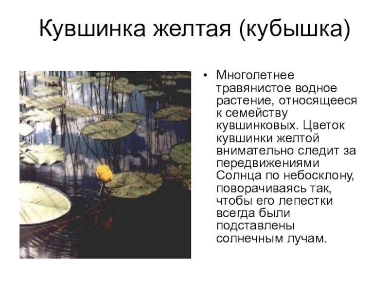 Красная книга Белгородской области Кувшинка желтая (кубышка)Многолетнее травянистое водное растение, относящееся к семейству кувшинковых. Цветок Кувшинка желтая (кубышка)Многолетнее травянистое водное растение, относящееся к семейству кувшинковых. Цветок кувшинки желтой внимательно следит за передвижениями