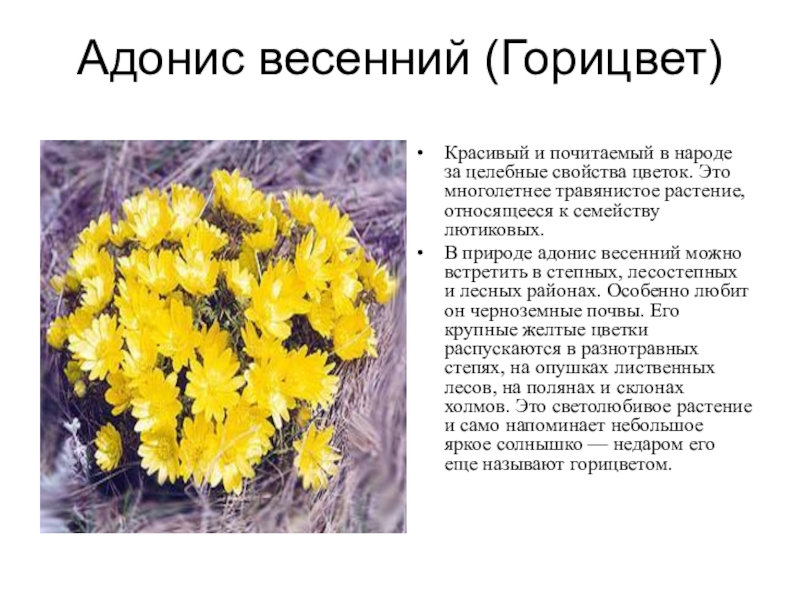 Красная книга Белгородской области Адонис весенний (Горицвет)Красивый и почитаемый в народе за целебные свойства цветок. Адонис весенний (Горицвет)Красивый и почитаемый в народе за целебные свойства цветок. Это многолетнее травянистое растение, относящееся к
