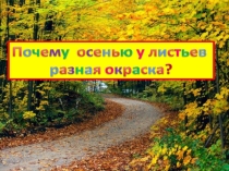Презентация по окружающему миру Почему осенью разноцветные листья?