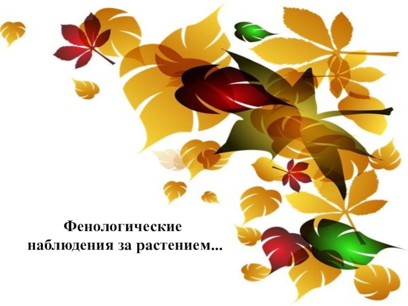 Презентация по биологии 5 класс на темуЦарства живой природы Фенологические наблюдения за растением... Фенологические наблюдения за растением...