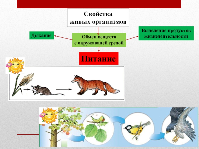 Презентация по биологии 5 класс на темуЦарства живой природы Свойства живых организмовОбмен веществс окружающей средойДыханиеПитаниеВыделение продуктов жизнедеятельности Свойства живых организмовОбмен веществс окружающей средойДыханиеПитаниеВыделение продуктов жизнедеятельности