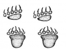 Презентация к уроку литературное чтение Про Медведя