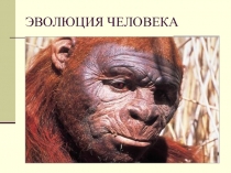 Презентация: Эволюция человека (11 класс)